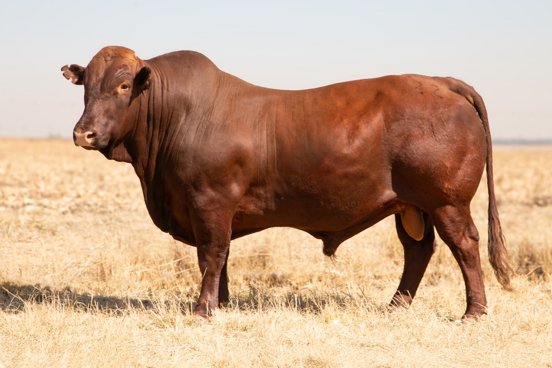 Uyster Bonsmara bull