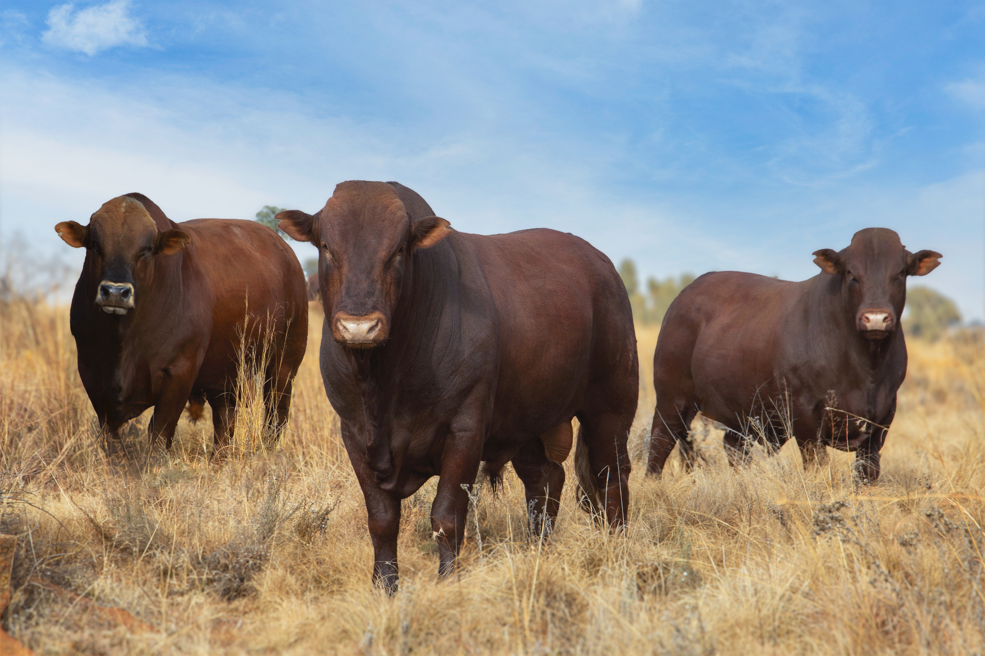 Uyster Bonsmara cattle in the veld