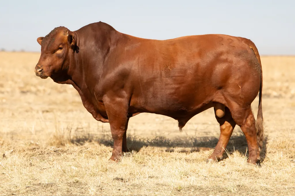 Bonsmara cows selected for fertility and adaptability in the Uyster breeding programme