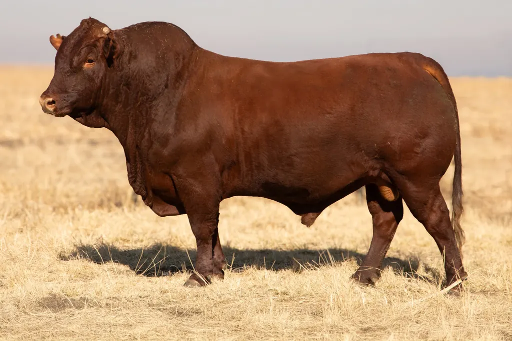 Uyster Bonsmaras commercial Bonsmara cows and calves on veld