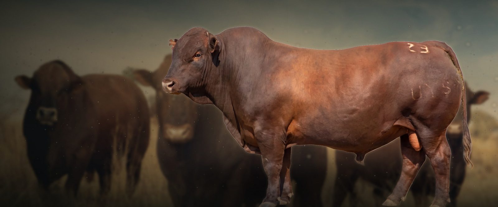 Uyster Bonsmaras stud bull on natural veld at Boschkop