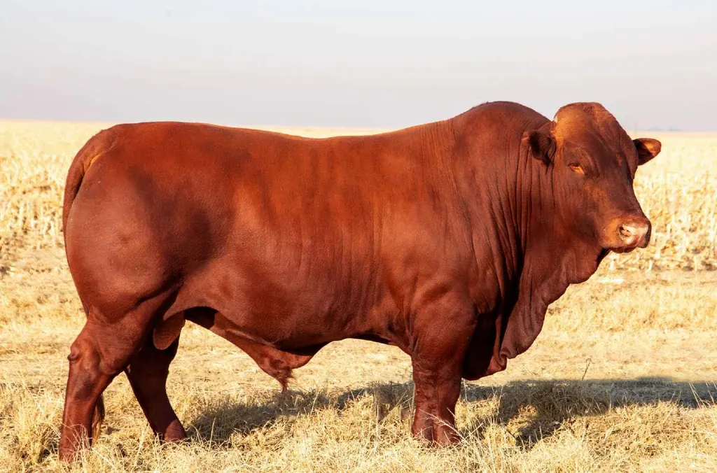 Uyster Bonsmaras registered Bonsmara stud bull in breeding condition